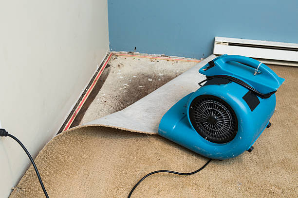 Best Water damage restoration near me  in Mahnomen, MN